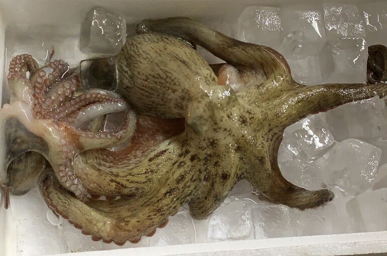 タコ